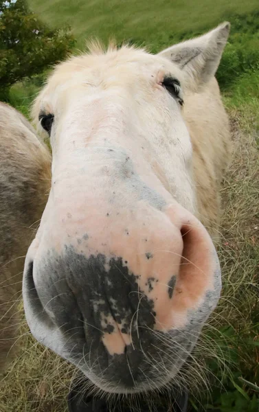 Focinho Burro Branco Fotografado Com Uma Lente Fisheye Que Permite — Fotografia de Stock