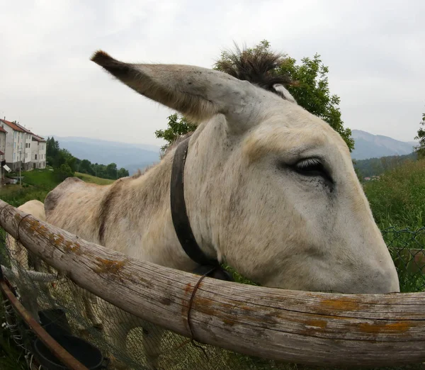 Hocico Burro Blanco Fotografiado Con Una Lente Ojo Pez Que — Foto de Stock