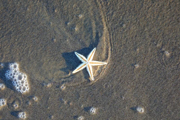 One Starfish Wet Sea Water Wave Wet Sand — Stock Photo, Image