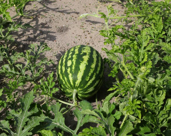 Obrovský Zralý Zelený Meloun Poli Velmi Úrodnou Písčitou Půdou — Stock fotografie