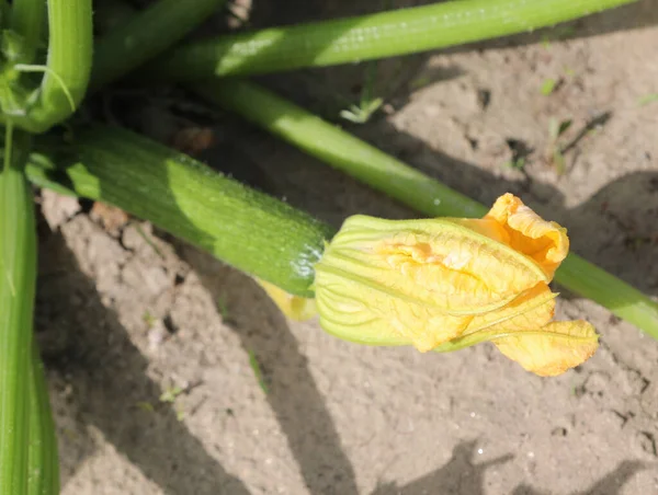 Желтый Цветок Зеленые Овощи Фрукты Готовы Приветствовать — стоковое фото