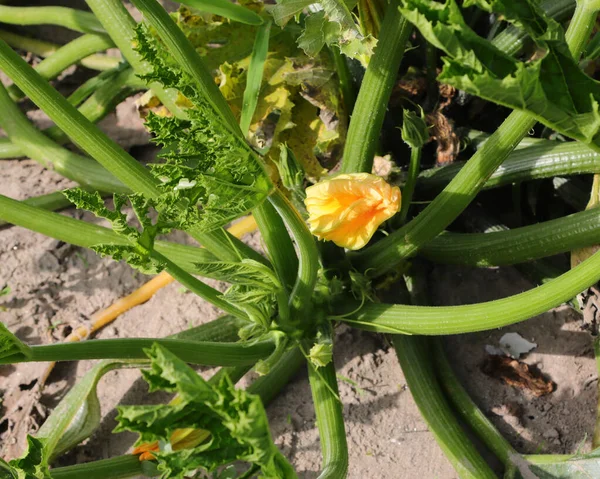 Żółty Kwiat Cukinii Roślin Warzywami Gotowy Zbioru Latem — Zdjęcie stockowe