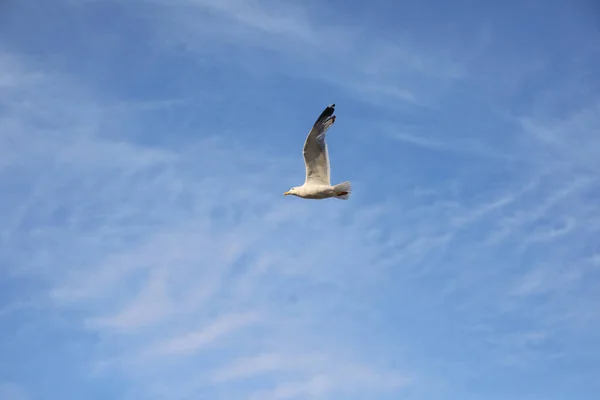 Stor Mås Fågel Flyger Högt Den Blå Himlen Symbol För — Stockfoto