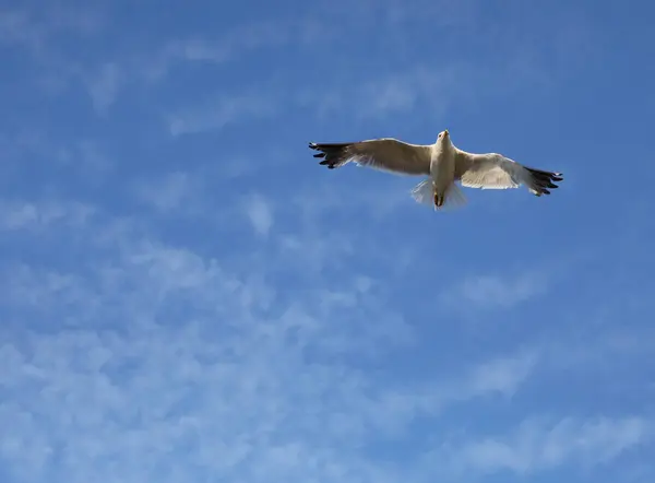 Große Möwe Vogel Fliegt Hoch Den Blauen Himmel Symbol Der — Stockfoto