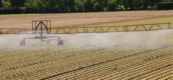 Automatisches Bewässerungssystem Beim Intensiven Anbau Von Frischem Grünen Salat Auf — Stockfoto