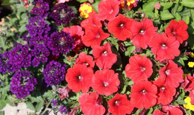 Bahçeyi süslemek için bir sürü çiçekle çiçeklenmiş.