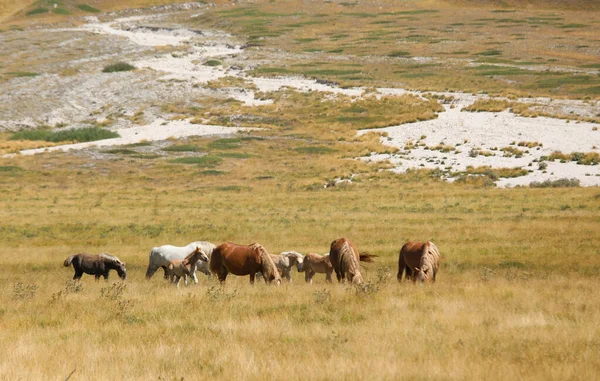 Группа Лошадей Дикой Природе Пасущихся Пасущихся Траве Безграничных Прериях Летом — стоковое фото
