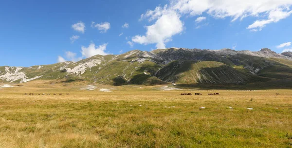 在一个阳光明媚的夏日里 意大利中部阿布鲁佐地区的阿彭宁山脉全景尽收眼底 远处还有马群在放牧 — 图库照片