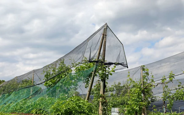 果樹園や植物の保護のための雹の網 — ストック写真