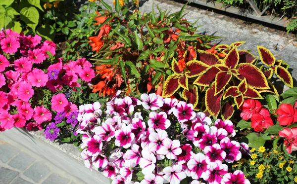 Flowerbed Many Flowers Blooming Spring Decorfare Town Streets — Stock Photo, Image