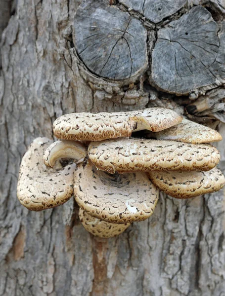 Large Group Many Mushrooms Growing Bark Tree — Stock Photo, Image