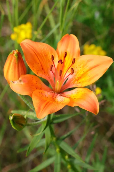 Большой Цветок Лилии Апельсина Летом — стоковое фото
