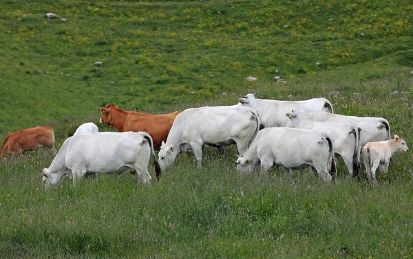Many Grazing Cows Young Calf Its Mum Meadow — Stock Photo, Image