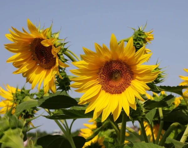 Żółte Kwiaty Słonecznika Polu Uprawnym Zbierania Nasion Produkcji Oleju — Zdjęcie stockowe