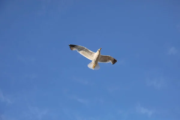 Stor Mås Fågel Flyger Högt Den Blå Himlen Symbol För — Stockfoto