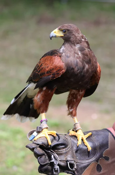 ハリスの鷹と呼ばれる獲物の大きな鳥 — ストック写真