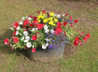 Baharda bahçeyi süslemek için eski bir kazanın içine saklanmış çiçek vazosu.