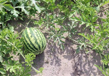 Bereketli tarlalarda kumlu topraklarda olgun yeşil karpuz.