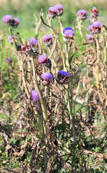 Many Flowers Artichoke Plant Field Grown Vegetables Summer — Stock Photo, Image