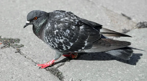 Urban Pigeon Big Orange Eye Paws Town Square — Stock Photo, Image