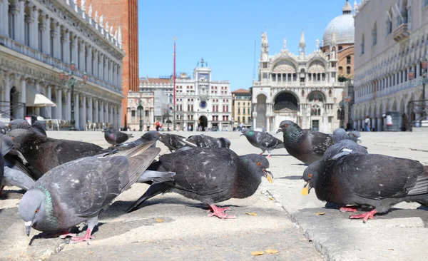 Många Hungriga Duvor Äter Bröd Smulor Majsflingor Staden Venedig Med — Stockfoto