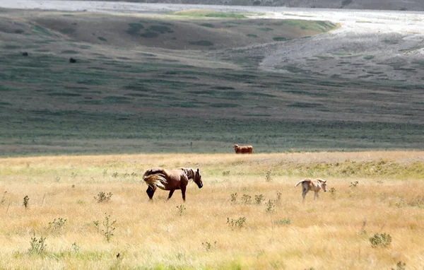 horses in the wild with mum controlling her foal in the immense boundless prairie with dry grass