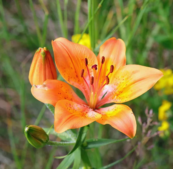 Grande Flor Lírio Também Chamado Lírio Verão Prado Montanha — Fotografia de Stock