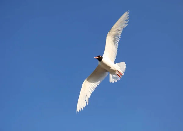 Gran Gaviota Cabeza Negra Vuela Alto Cielo Azul —  Fotos de Stock