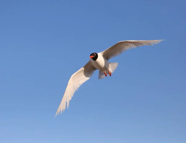 Gaviota Cabeza Negra Vuela Alto Cielo Azul —  Fotos de Stock