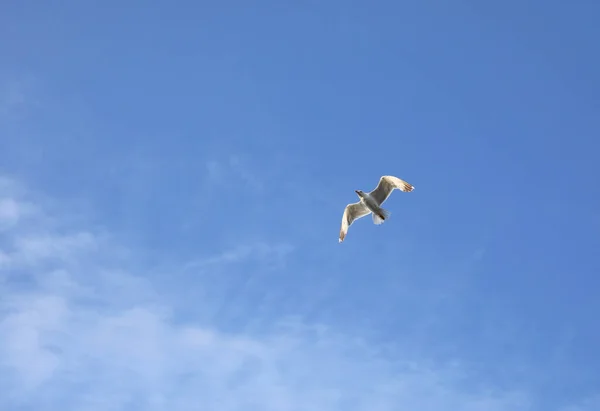 Grote Zeemeeuw Vogel Vliegen Hoog Blauwe Lucht Symbool Van Vrijheid — Stockfoto