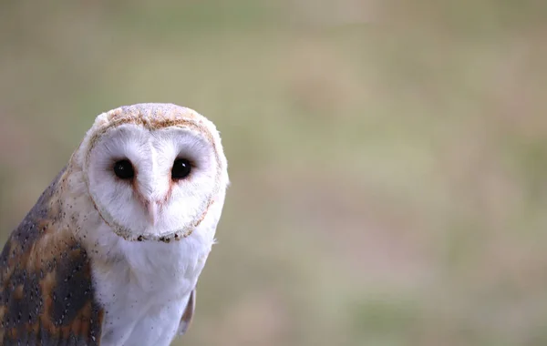 バーン フクロウという獲物の鳥の二つの大きな目と — ストック写真