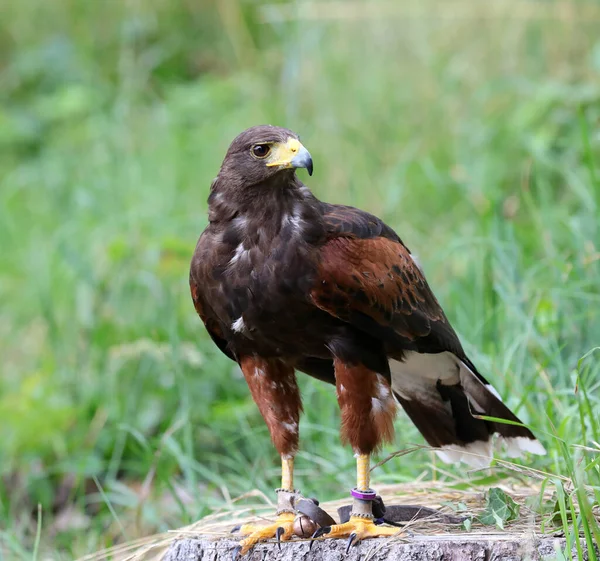 Großer Greifvogel Namens Hawk Harris — Stockfoto