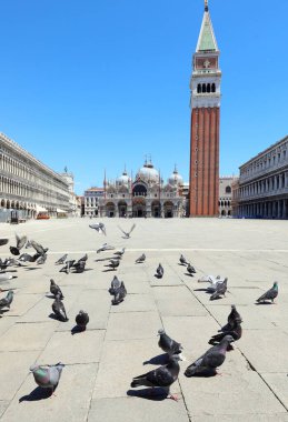 İtalya 'daki tecrit sırasında turist olmayan kaya güvercinleriyle Saint Mark Meydanı.