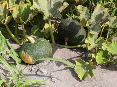 İki büyük yeşil balkabağı verimli kumlu toprakta yetişir.