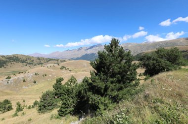 Yazın İtalya 'nın Abruzzo bölgesinde bazı yeşil köknar ağaçları olan güzel bir manzara.