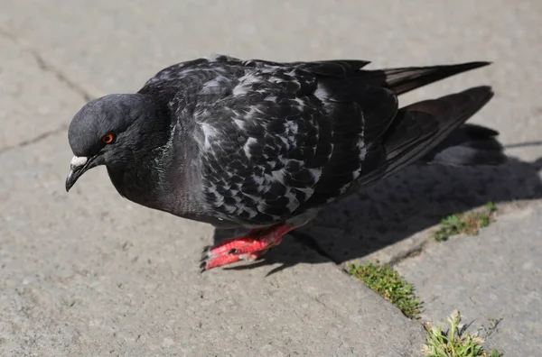 Big Pigeon Paws City Undisturbed — Stock Photo, Image