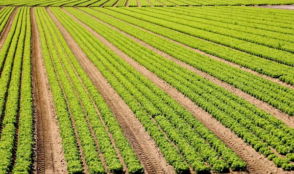 Campo Alface Verde Cultivo Intensivo Solo Arenoso Fértil — Fotografia de Stock