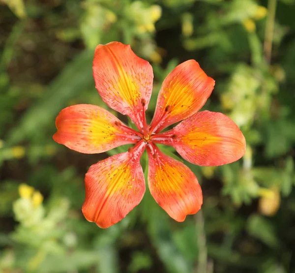 Grande Lírio Vermelho Flora Típica Montanha Alpes Europeus — Fotografia de Stock