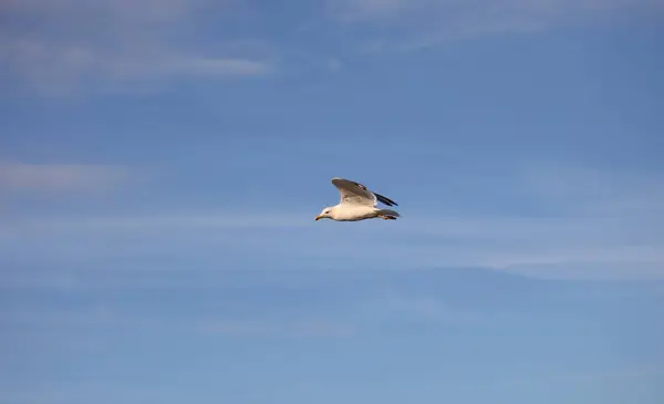 Grote Zeemeeuw Vogel Vliegen Hoog Blauwe Lucht Symbool Van Vrijheid — Stockfoto