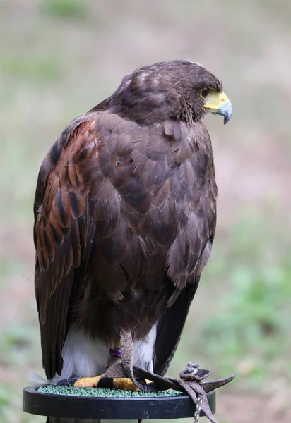 Großer Greifvogel Namens Hawk Harris — Stockfoto