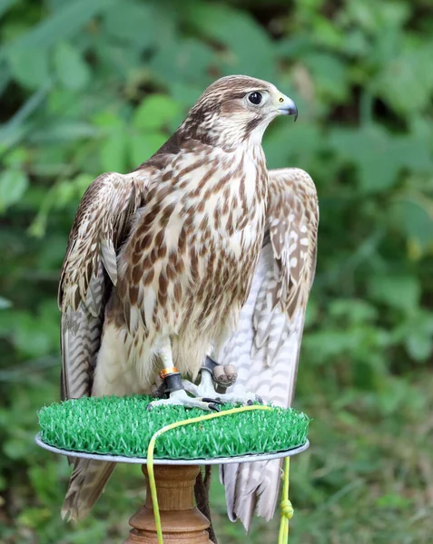 Adult Peregrine Falcon Bird Prey Falconry Centre — Stock Photo, Image