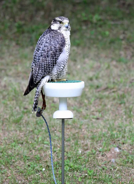 Adult Peregrine Falcon Bird Prey Falconry Centre — Stock Photo, Image