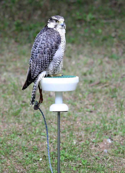 Falcão Peregrino Adulto Uma Ave Rapina Centro Falcoaria — Fotografia de Stock