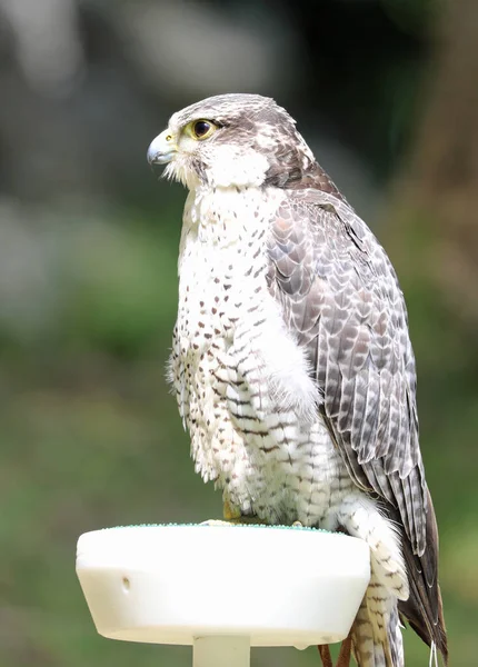 Volwassen Slechtvalk Een Roofvogel Valkerij Centrum — Stockfoto