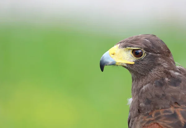 Stor Rovfågel Vid Namn Hawk Harris — Stockfoto