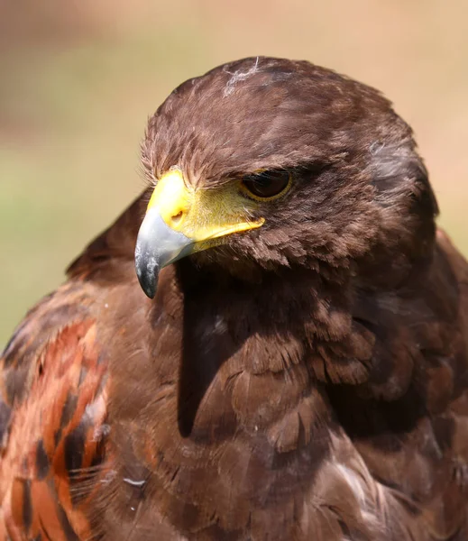 Big bird of prey called Hawk of Harris
