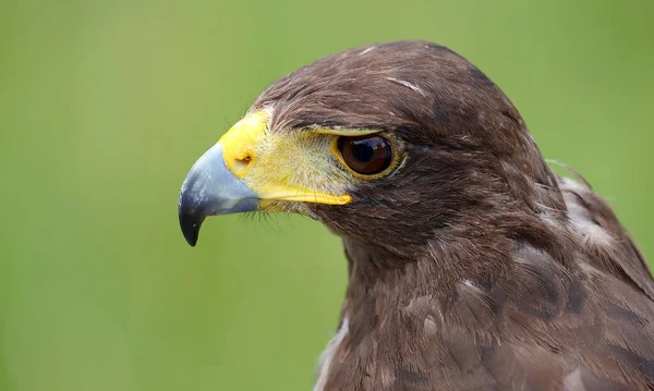 Pájaro Rapaz Llamado Halcón Harris — Foto de Stock