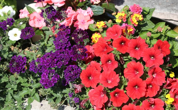 Pat Flori Multe Flori Primăvară Pentru Decora Grădina — Fotografie, imagine de stoc