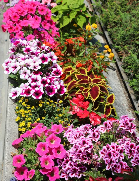 Blumenbeet Mit Vielen Bunten Blumen Die Straßen Der Stadt Schmücken — Stockfoto
