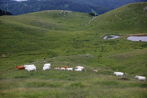 Багато Корів Пасуться Високих Горах Деяких Ставках Пиття — стокове фото